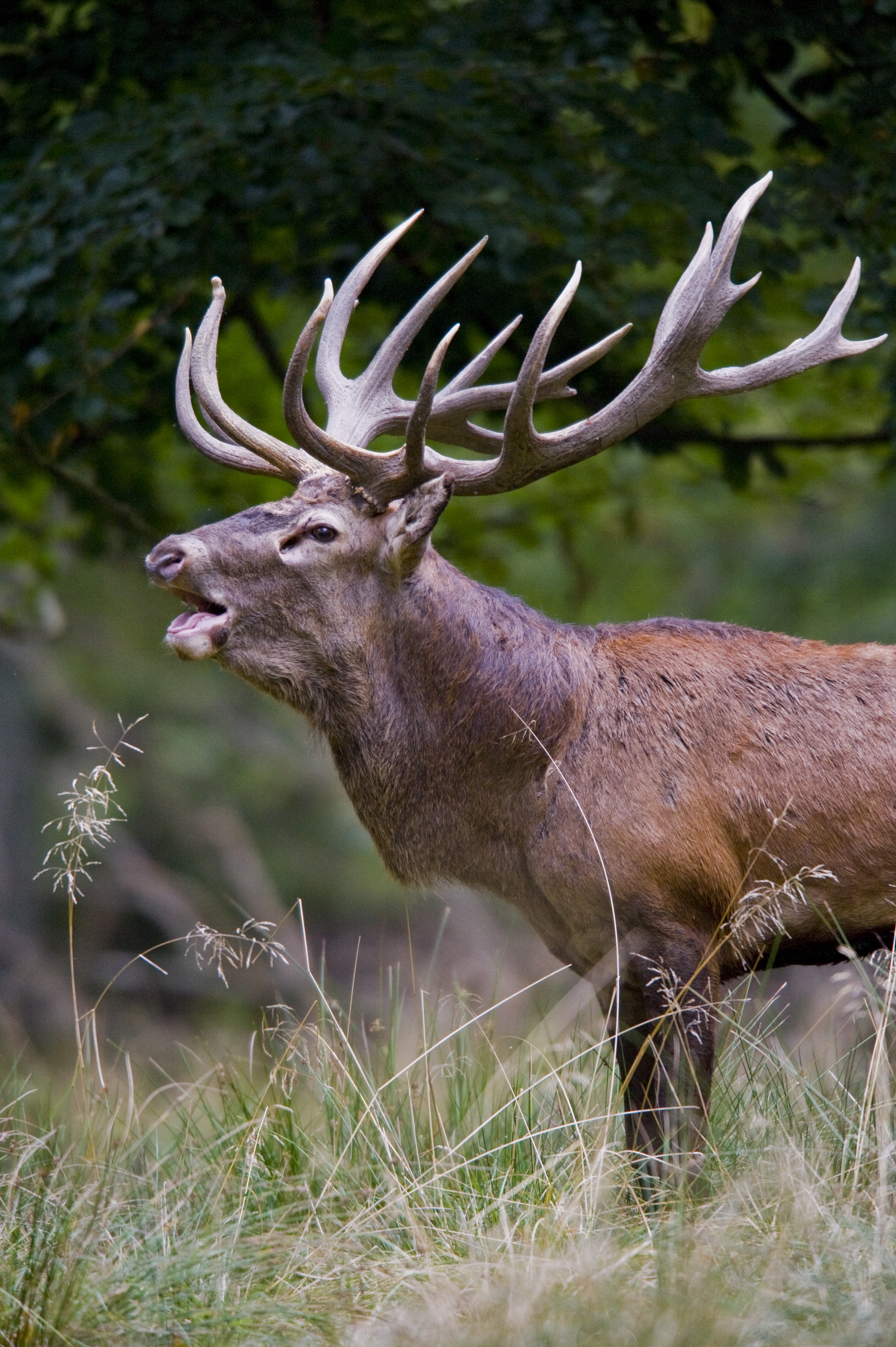 Mature red deer stag looking left in natural woodland