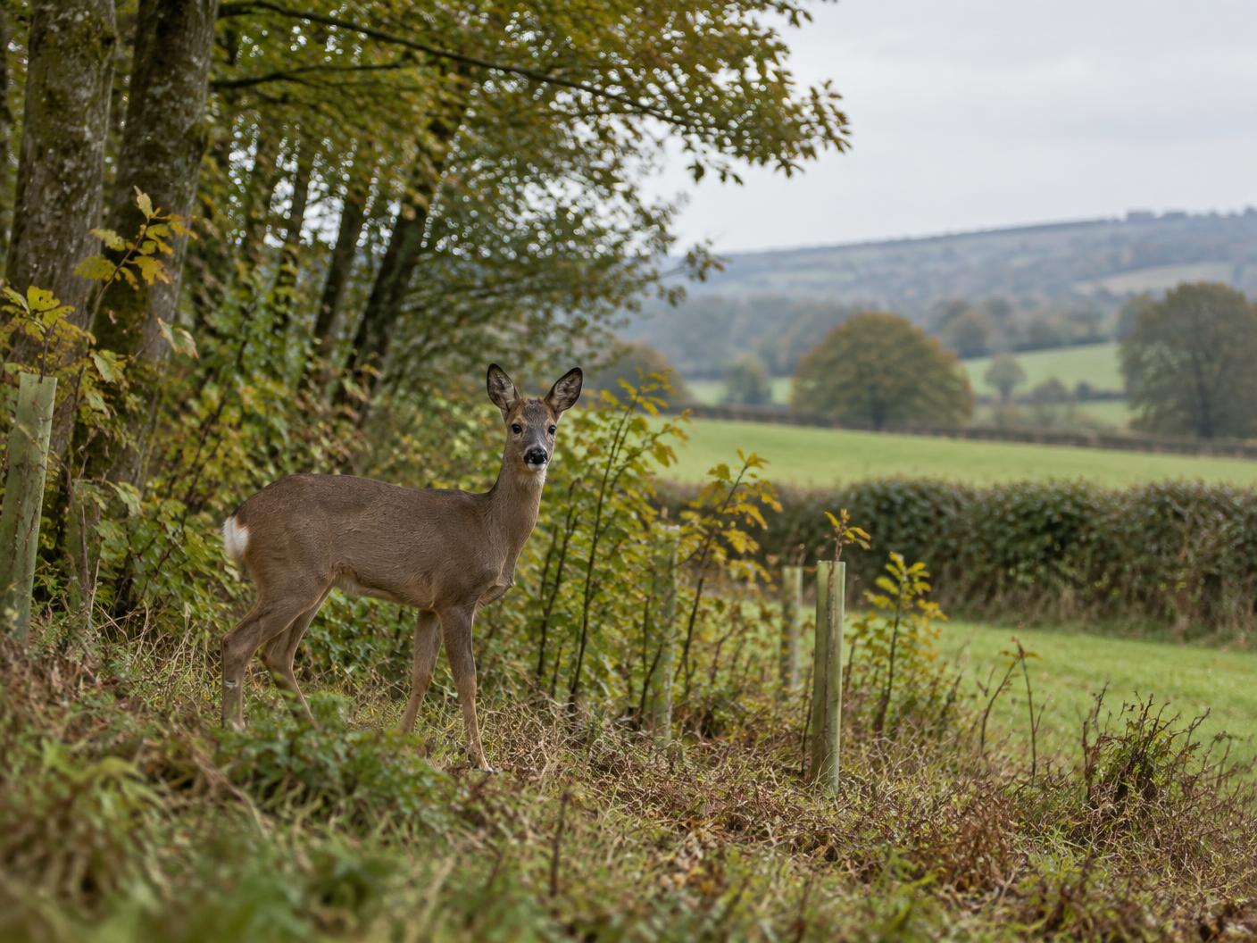 Roe deer beside managed North Devon woodland and pasture